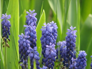 Muscari