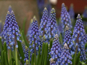 Muscari