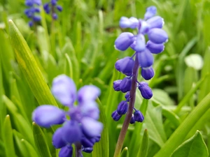 Muscari
