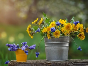 Buckets, blurry background, Muscari, Common Dandelion, Flowers