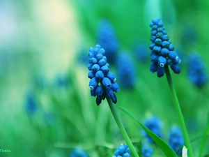 Muscari, Flowers, bells