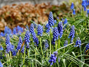Muscari, Flowers, Blue