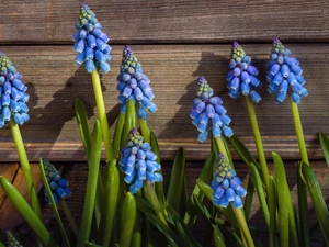 Muscari, boarding