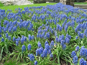 Muscari botryoides