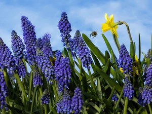 Flowers, Jonquil, bee, Muscari