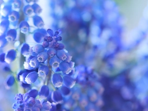 Muscari, Blue, Flowers