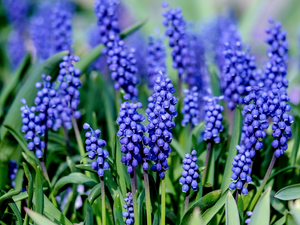 Muscari, Blue, Flowers