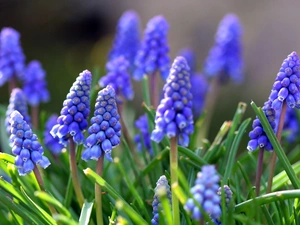 Muscari, Blue, Flowers