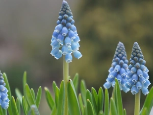 Muscari, Blue, Flowers