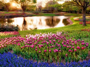 Park, Tulips, Muscari, brook