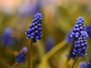 Muscari, rapprochement