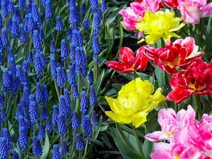 Muscari, Tulips