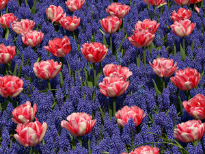 Muscari, Tulips