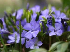 Vinca, Blue, Flowers, Muscari