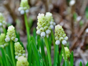 White, Muscari