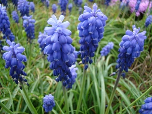 Muscari