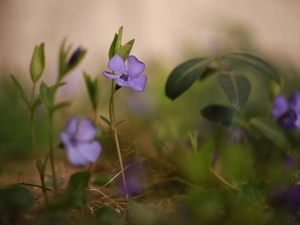 Colourfull Flowers, Violet, myrtle