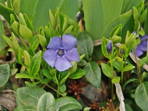 myrtle, Blue, Flowers