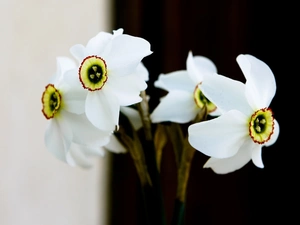 narcissus