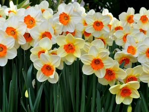 Flowers, narcissus