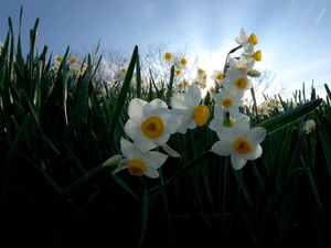 grass, narcissus