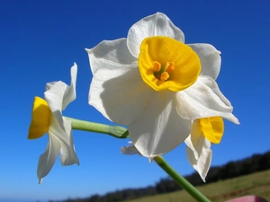 White, narcissus