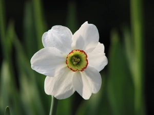 White, narcissus