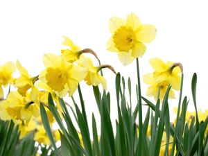 Yellow, narcissus