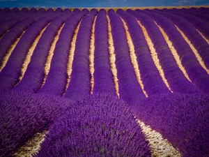 Field, Narrow-Leaf Lavender