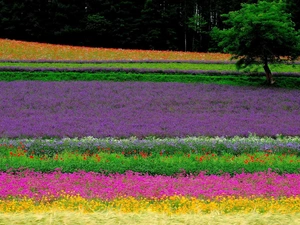 Field, Narrow-Leaf Lavender