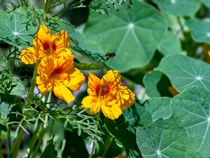 nasturtium, leaves