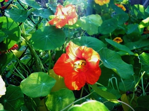 nasturtium, rays