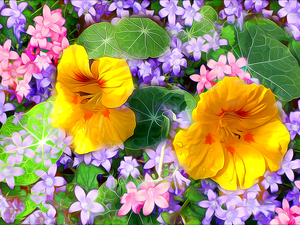 nasturtiums, graphics, Flowers