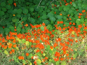 nasturtiums, Orange, Flowers