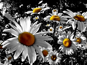 nature, Field, Daisies