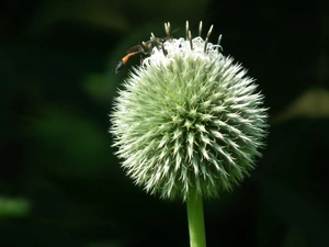 nature, Echinops