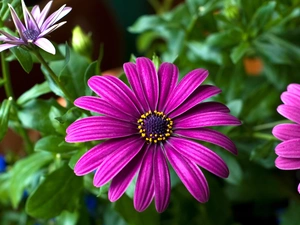 nature, Pink, Flowers