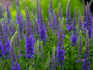 Sage, Meadow, green, Nemorosa