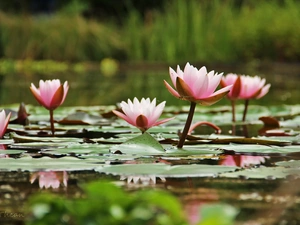 Nenufary, lilies, water