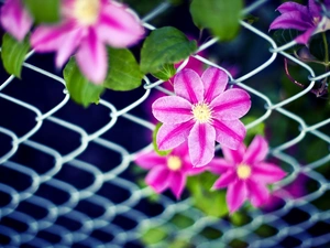 net, Pink, Flowers