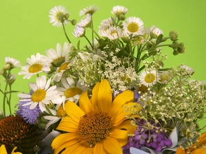 Erigeron, bouquet, daisy