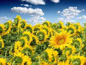 Nice sunflowers, clouds