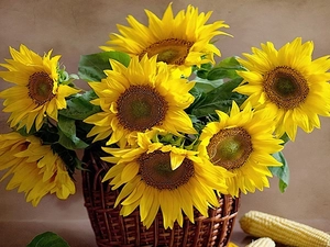 corn, basket, Nice sunflowers