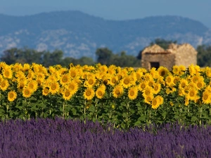 Nice sunflowers, Narrow-Leaf Lavender