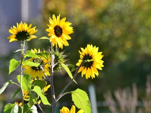 Nice sunflowers, ornamental