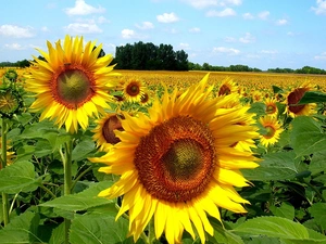 Sky, Flowers, Nice sunflowers