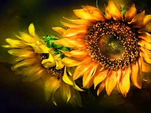 Two cars, Nice sunflowers