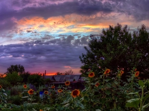 west, clouds, Nice sunflowers, sun