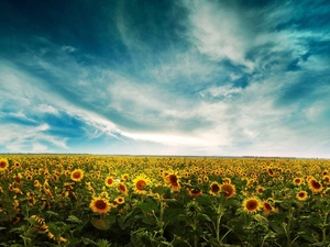 west, Field, Nice sunflowers, sun