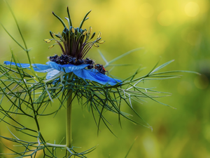 blue, Nigella, insects, Colourfull Flowers